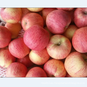 Calidad estándar de la exportación de la manzana fresca de Qinguan